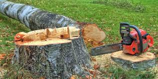 Reliable Booneville, AR Tree Removal Services Solutions